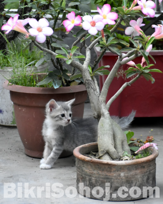 Persian Kitty